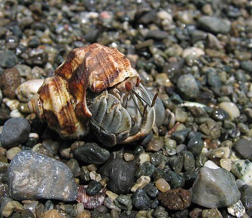 Ecuadorian hermit crab